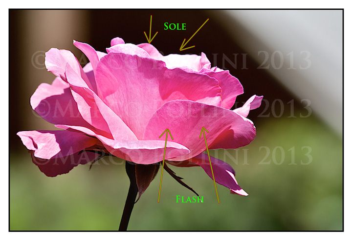 Flash applicato ad una rosa