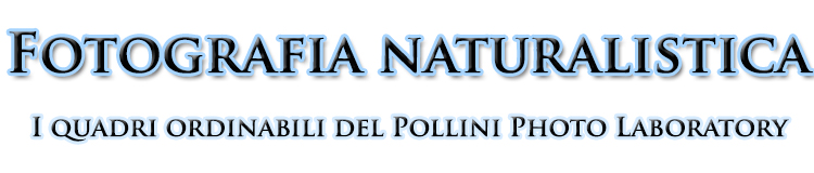 Naturalistica