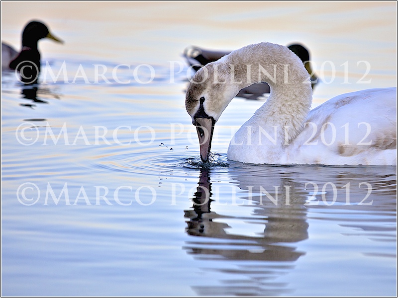 Feeling, ©Copyright by Marco pollini, all rights reserved 2013