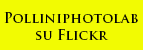 Flickr